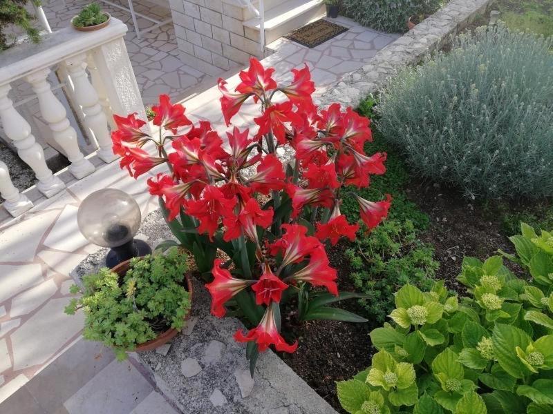 Apartment Cactus Donji Okrug  ภายนอก รูปภาพ