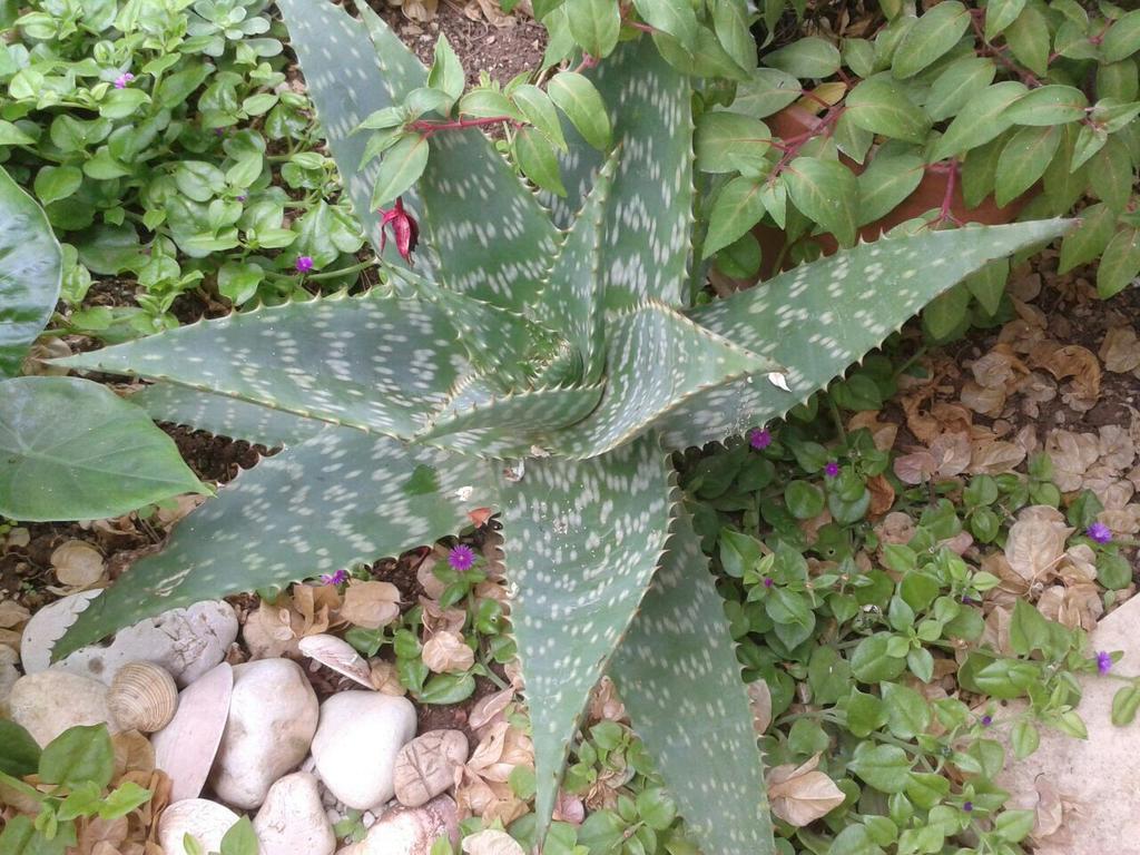 Apartment Cactus Donji Okrug  ภายนอก รูปภาพ